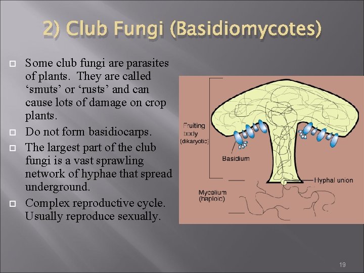 2) Club Fungi (Basidiomycotes) Some club fungi are parasites of plants. They are called 2) Club Fungi (Basidiomycotes) Some club fungi are parasites of plants. They are called