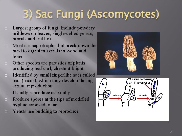 3) Sac Fungi (Ascomycotes) Largest group of fungi. Include powdery mildews on leaves, single-celled 3) Sac Fungi (Ascomycotes) Largest group of fungi. Include powdery mildews on leaves, single-celled