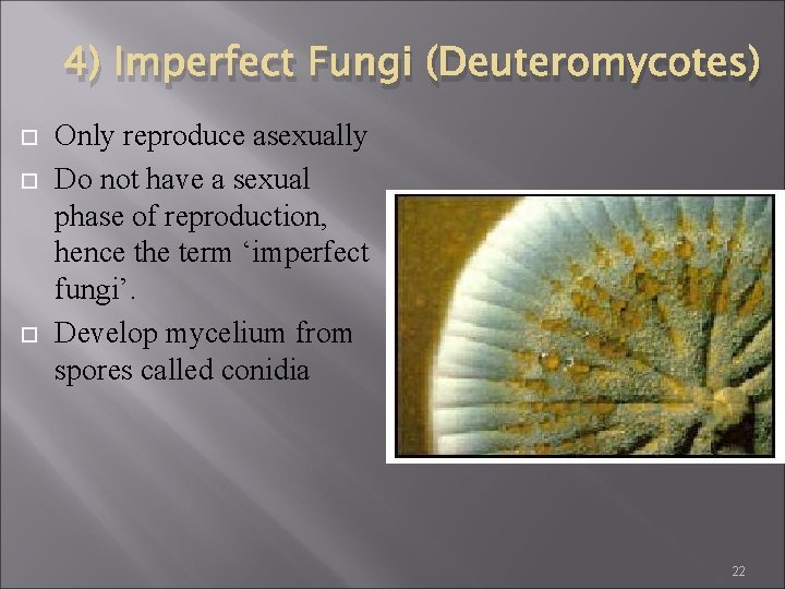 4) Imperfect Fungi (Deuteromycotes) Only reproduce asexually Do not have a sexual phase of 4) Imperfect Fungi (Deuteromycotes) Only reproduce asexually Do not have a sexual phase of