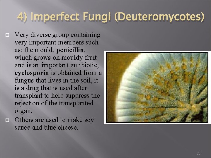 4) Imperfect Fungi (Deuteromycotes) Very diverse group containing very important members such as: the 4) Imperfect Fungi (Deuteromycotes) Very diverse group containing very important members such as: the