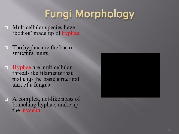 Fungi Morphology Multicellular species have ‘bodies’ made up of hyphae. The hyphae are the Fungi Morphology Multicellular species have ‘bodies’ made up of hyphae. The hyphae are the