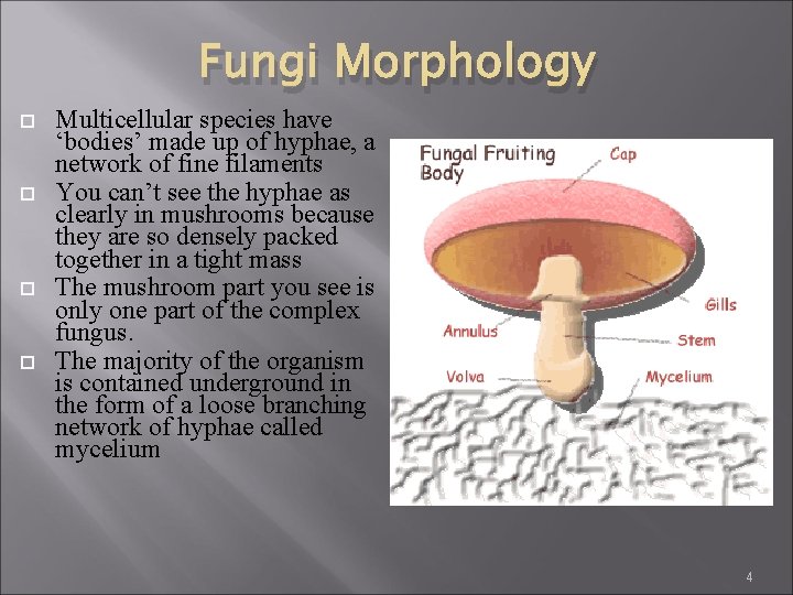 Fungi Morphology Multicellular species have ‘bodies’ made up of hyphae, a network of fine Fungi Morphology Multicellular species have ‘bodies’ made up of hyphae, a network of fine