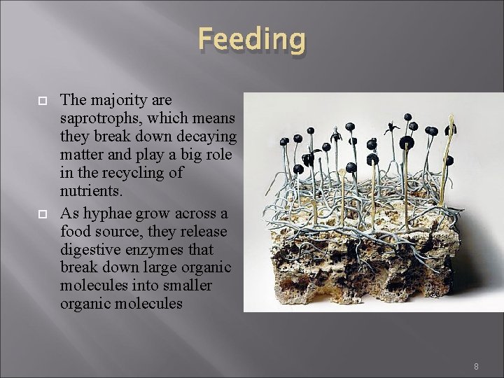 Feeding The majority are saprotrophs, which means they break down decaying matter and play Feeding The majority are saprotrophs, which means they break down decaying matter and play