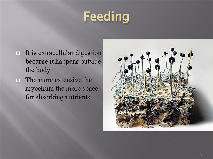 Feeding It is extracellular digestion because it happens outside the body The more extensive Feeding It is extracellular digestion because it happens outside the body The more extensive