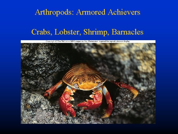 Arthropods: Armored Achievers Crabs, Lobster, Shrimp, Barnacles 