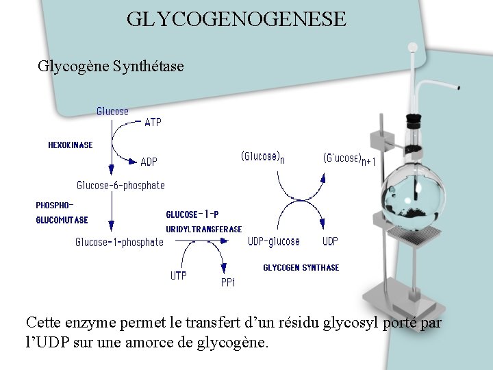 GLYCOGENESE Glycogène Synthétase Cette enzyme permet le transfert d’un résidu glycosyl porté par l’UDP