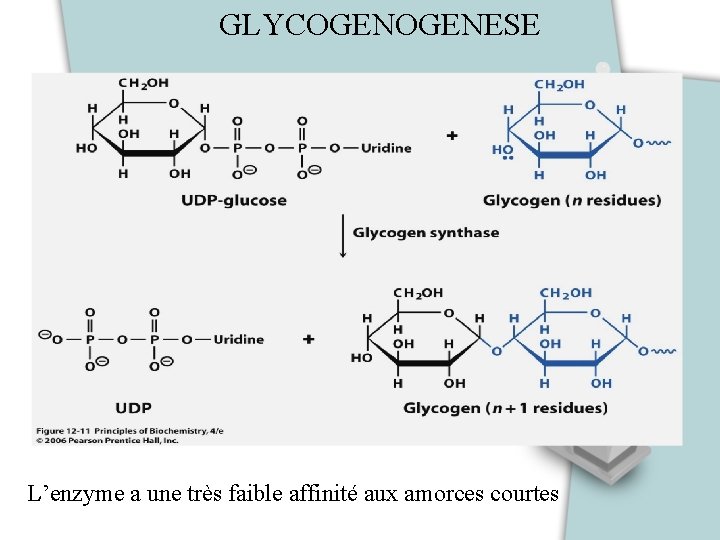 GLYCOGENESE L’enzyme a une très faible affinité aux amorces courtes 