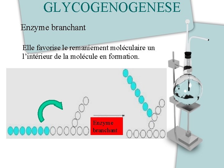 GLYCOGENESE Enzyme branchant Elle favorise le remaniement moléculaire un l’intérieur de la molécule en