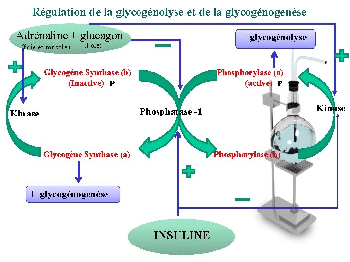 Régulation de la glycogénolyse et de la glycogénogenèse Adrénaline + glucagon (foie et muscle)