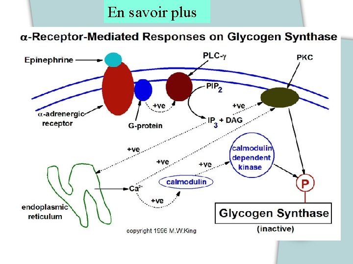 En savoir plus 