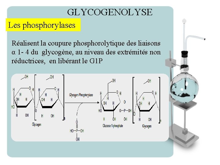 GLYCOGENOLYSE Les phosphorylases Réalisent la coupure phosphorolytique des liaisons α 1 - 4 du