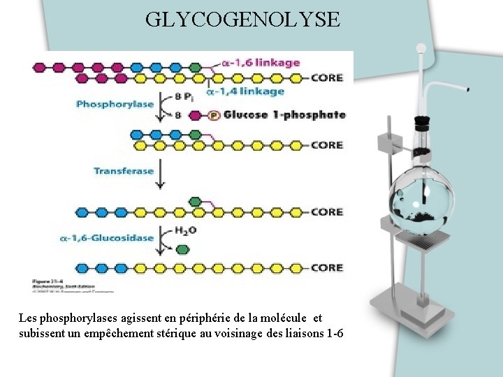 GLYCOGENOLYSE Les phosphorylases agissent en périphérie de la molécule et subissent un empêchement stérique