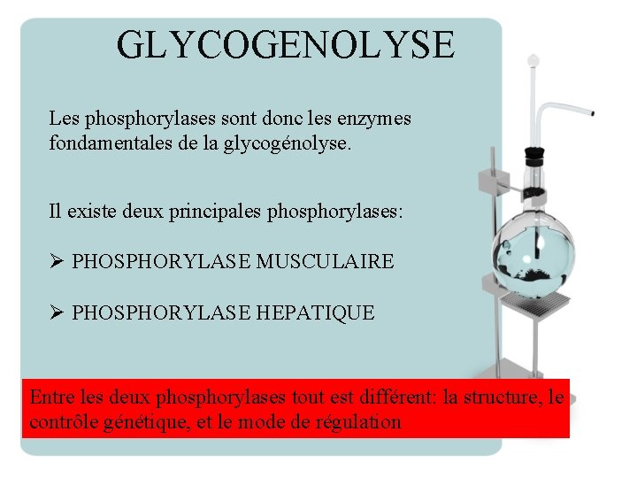 GLYCOGENOLYSE Les phosphorylases sont donc les enzymes fondamentales de la glycogénolyse. Il existe deux