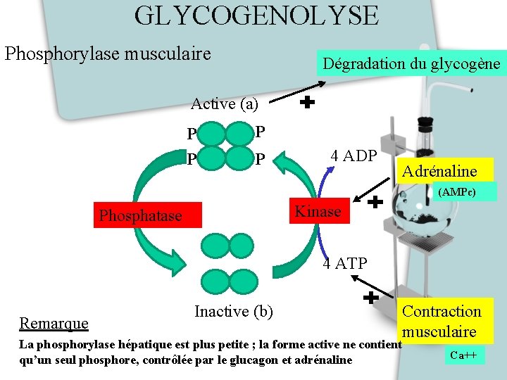 GLYCOGENOLYSE Phosphorylase musculaire Dégradation du glycogène Active (a) P P 4 ADP Adrénaline (AMPc)