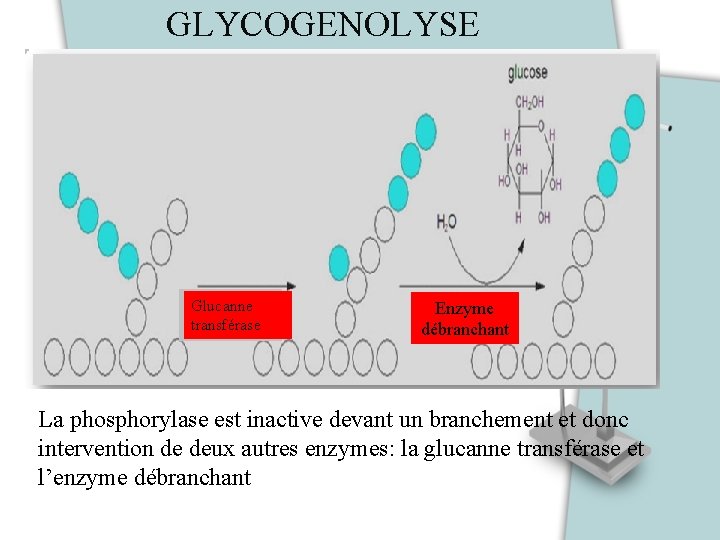 GLYCOGENOLYSE Glucanne transférase Enzyme débranchant La phosphorylase est inactive devant un branchement et donc