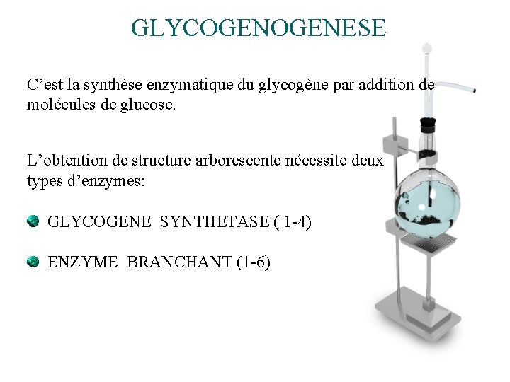 GLYCOGENESE C’est la synthèse enzymatique du glycogène par addition de molécules de glucose. L’obtention