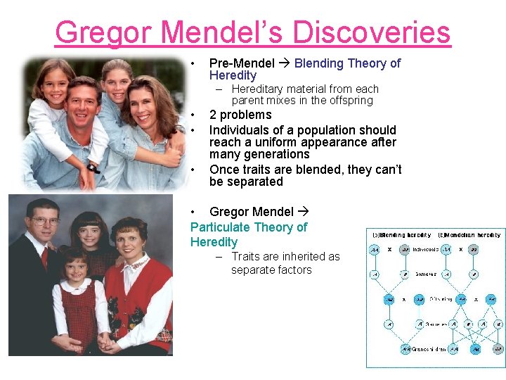 Gregor Mendel’s Discoveries • Pre-Mendel Blending Theory of Heredity – Hereditary material from each