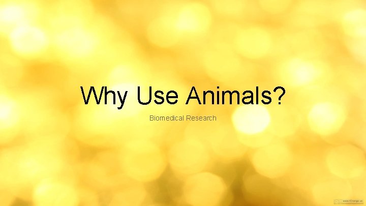 Why Use Animals? Biomedical Research 