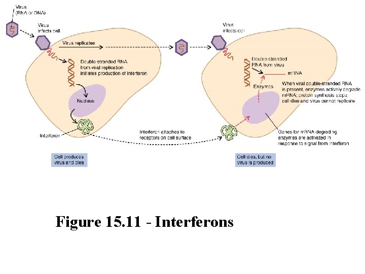 Figure 15. 11 - Interferons 
