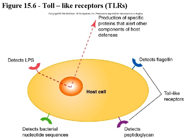Figure 15. 6 - Toll – like receptors (TLRs) 