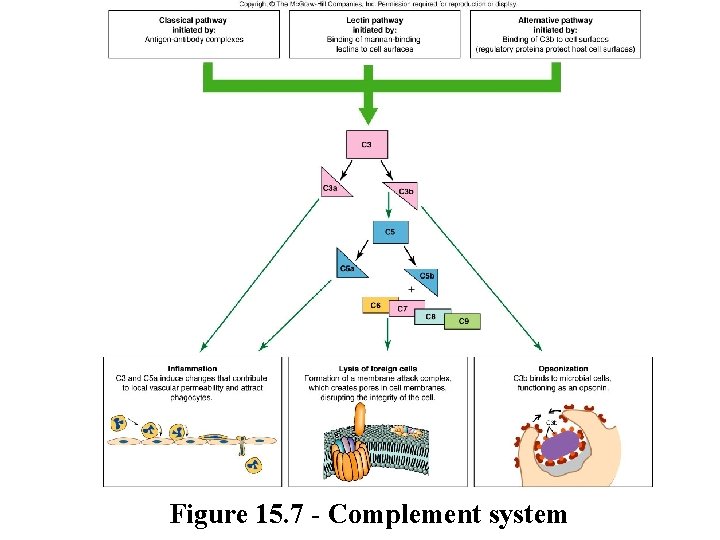 Figure 15. 7 - Complement system 