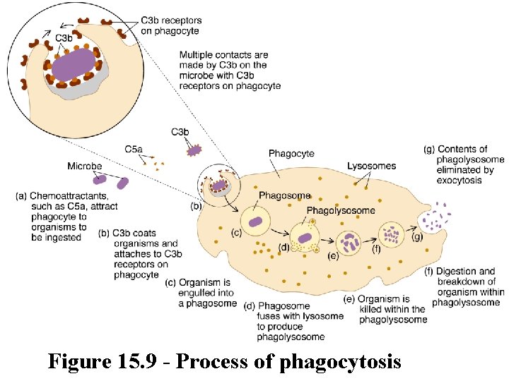 Figure 15. 9 - Process of phagocytosis 