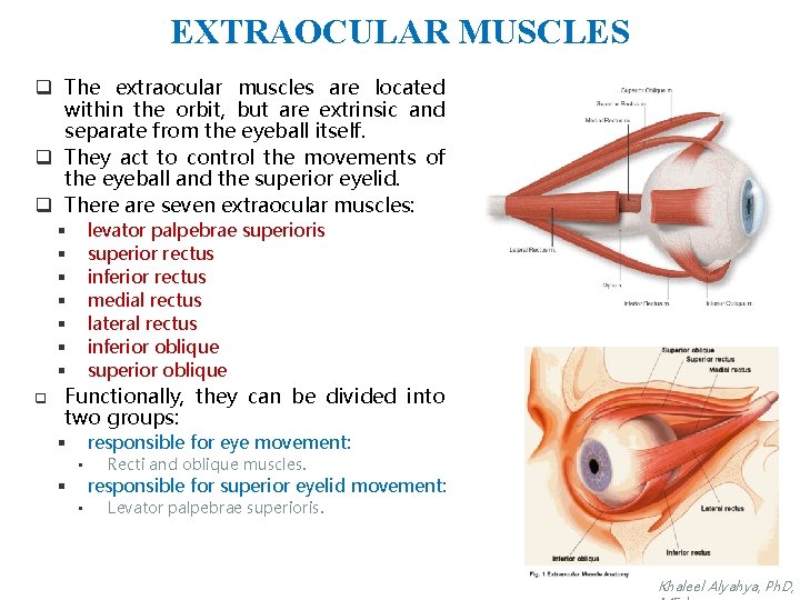 EXTRAOCULAR MUSCLES q The extraocular muscles are located within the orbit, but are extrinsic