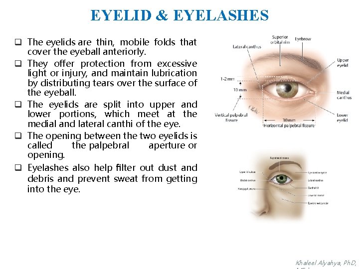 EYELID & EYELASHES q The eyelids are thin, mobile folds that cover the eyeball