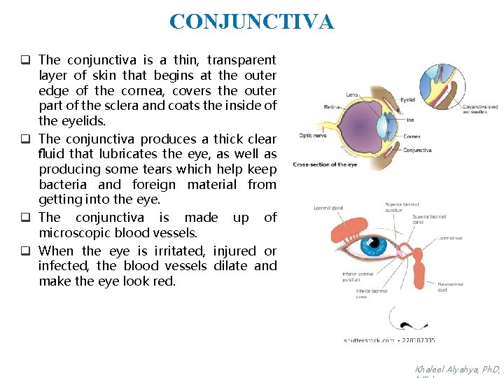 CONJUNCTIVA q The conjunctiva is a thin, transparent layer of skin that begins at