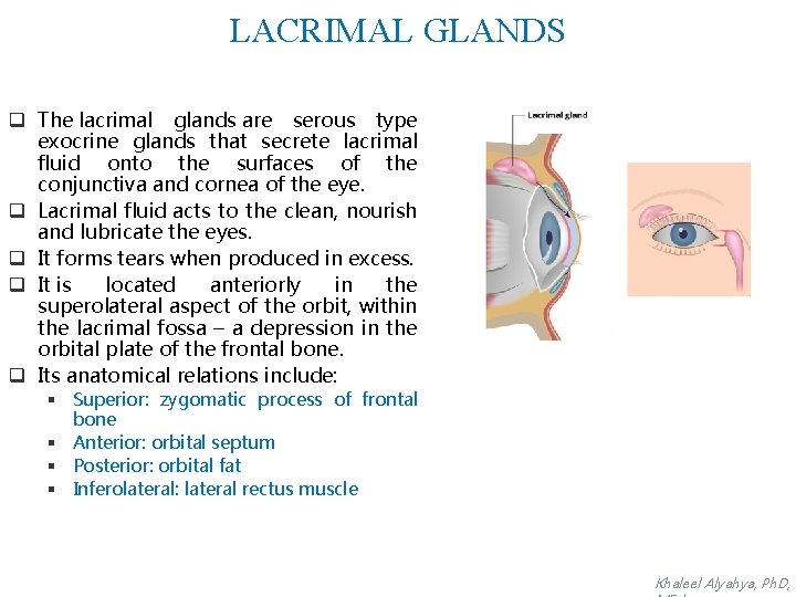 LACRIMAL GLANDS q The lacrimal glands are serous type exocrine glands that secrete lacrimal