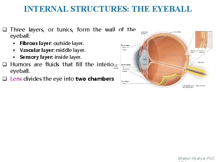 INTERNAL STRUCTURES: THE EYEBALL q Three layers, or tunics, form the wall of the