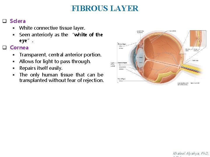 FIBROUS LAYER q Sclera § White connective tissue layer. § Seen anteriorly as the