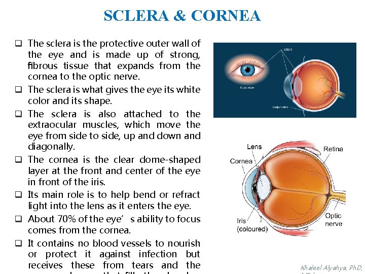 SCLERA & CORNEA q The sclera is the protective outer wall of the eye