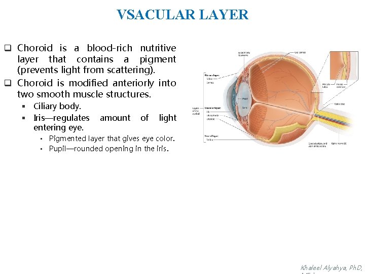 VSACULAR LAYER q Choroid is a blood-rich nutritive layer that contains a pigment (prevents