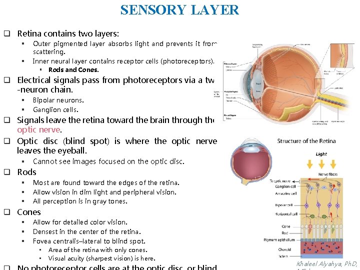 SENSORY LAYER q Retina contains two layers: § § Outer pigmented layer absorbs light