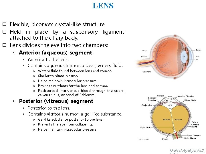 LENS q Flexible, biconvex crystal-like structure. q Held in place by a suspensory ligament