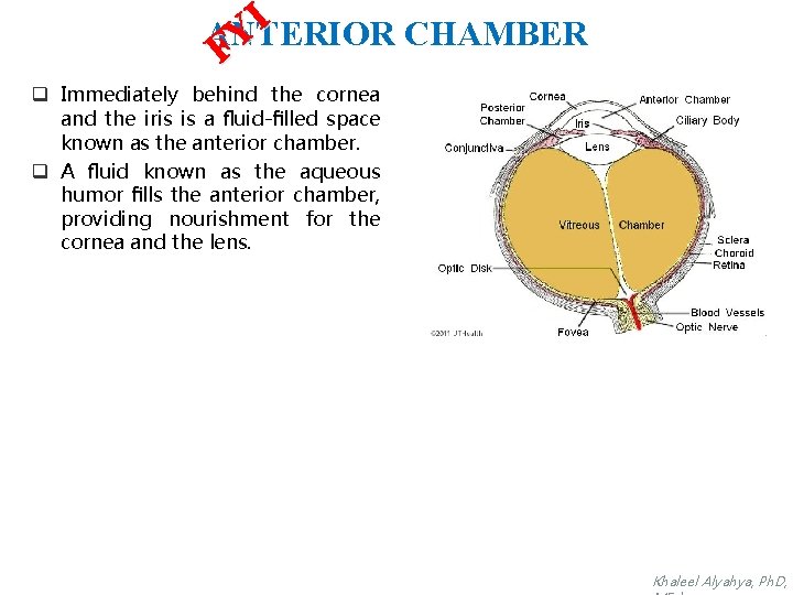 I ANTERIOR CHAMBER Y F q Immediately behind the cornea and the iris is