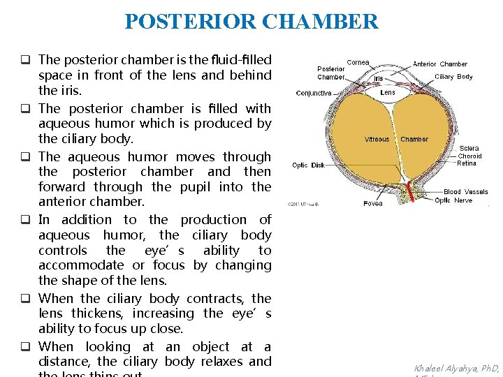 POSTERIOR CHAMBER q The posterior chamber is the ﬂuid-ﬁlled space in front of the