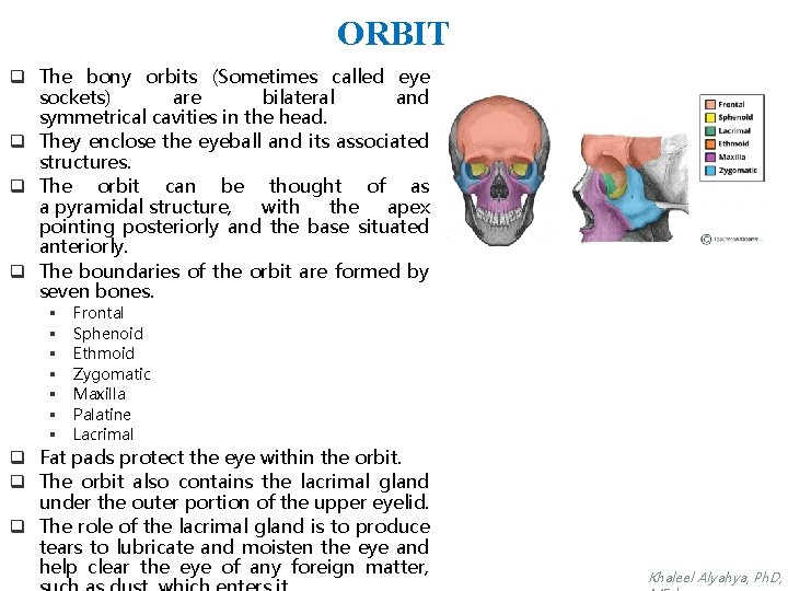 ORBIT q The bony orbits (Sometimes called eye sockets) are bilateral and symmetrical cavities