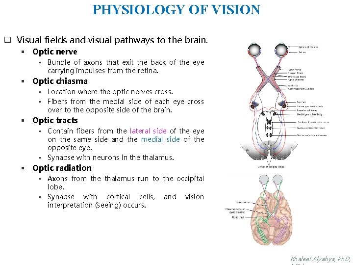PHYSIOLOGY OF VISION q Visual fields and visual pathways to the brain. § Optic