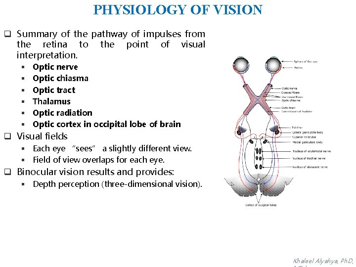 PHYSIOLOGY OF VISION q Summary of the pathway of impulses from the retina to