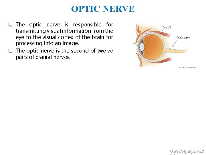 OPTIC NERVE q The optic nerve is responsible for transmitting visual information from the