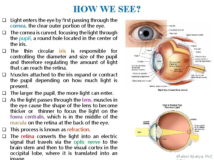 HOW WE SEE? q Light enters the eye by ﬁrst passing through the cornea,