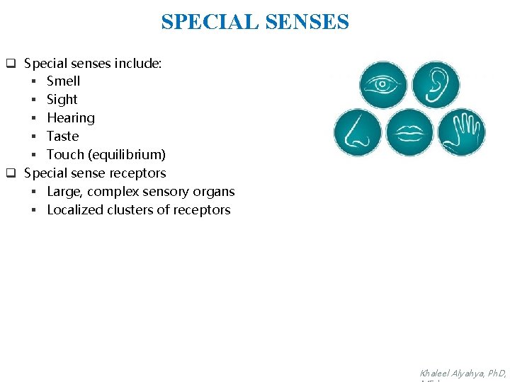 SPECIAL SENSES q Special senses include: § Smell § Sight § Hearing § Taste