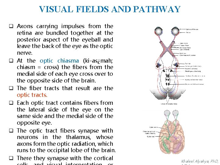 VISUAL FIELDS AND PATHWAY q Axons carrying impulses from the retina are bundled together