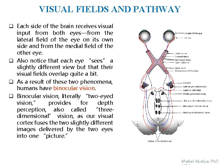 VISUAL FIELDS AND PATHWAY q Each side of the brain receives visual input from