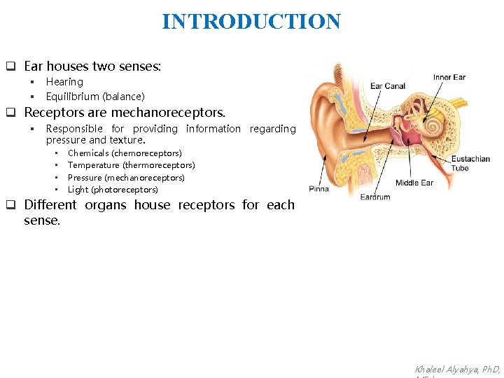 INTRODUCTION q Ear houses two senses: § § Hearing Equilibrium (balance) q Receptors are