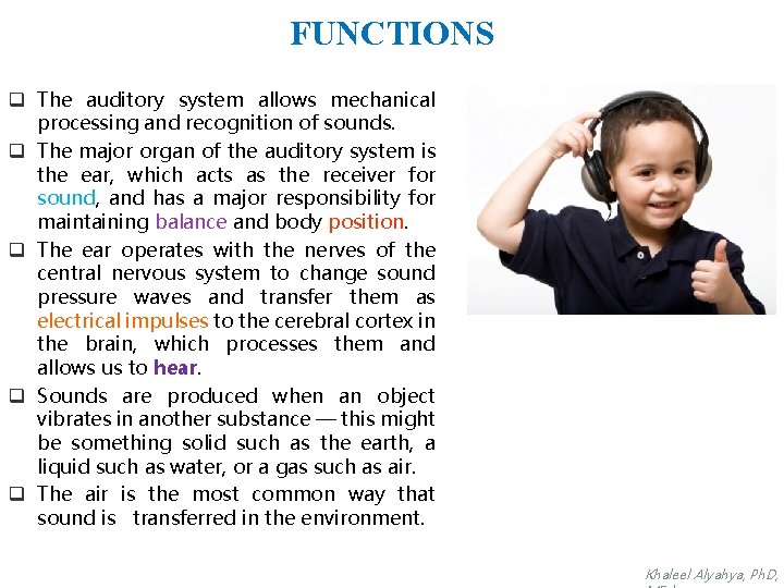 FUNCTIONS q The auditory system allows mechanical processing and recognition of sounds. q The