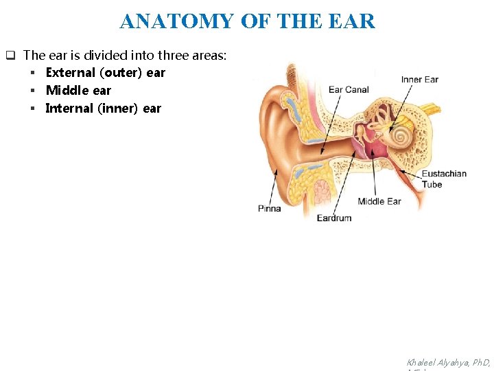 ANATOMY OF THE EAR q The ear is divided into three areas: § External