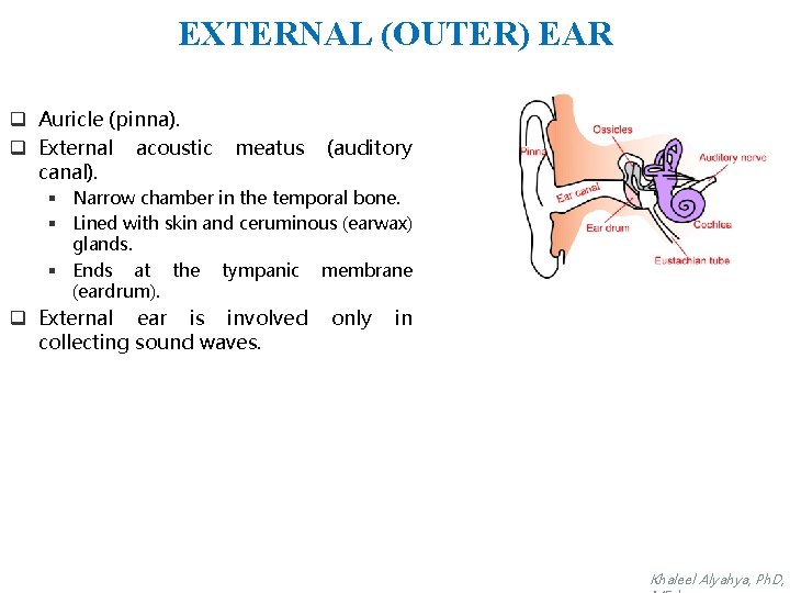 EXTERNAL (OUTER) EAR q Auricle (pinna). q External acoustic canal). meatus (auditory § Narrow